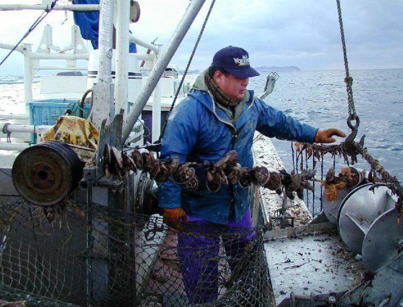 北海道のホタテ漁業に 海のエコラベル オルタナ