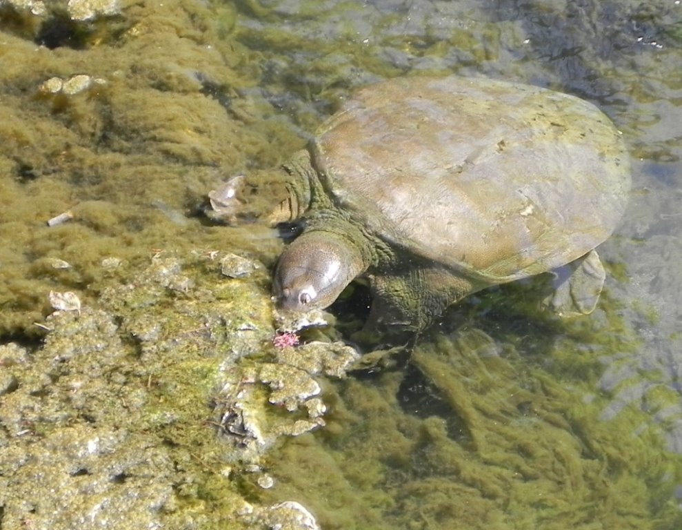 スッポン 名は知られるも知られざる生息状況ーー私たちに身近な生物多様性 10 坂本 優 オルタナ