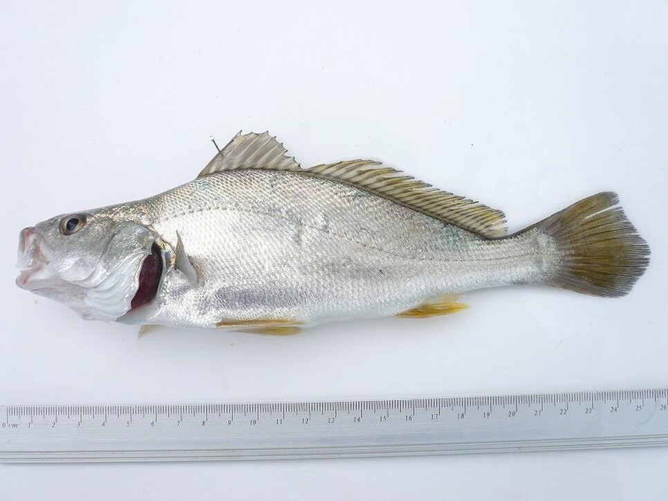 水産大手が公表し始めた天然魚介類の持続可能性 オルタナ