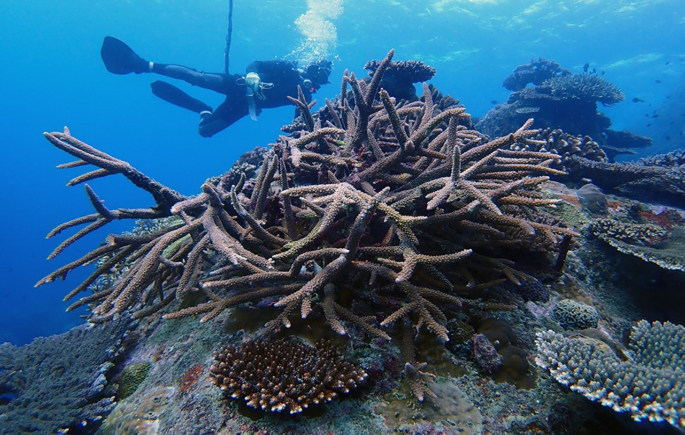 鹿島・東工大がフィリピンのサンゴ再生へ、沖縄での手法活用 - オルタナ
