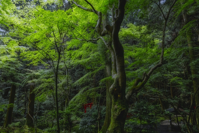 森林認証では不十分、EU森林伐採規制に対応できるか オルタナ