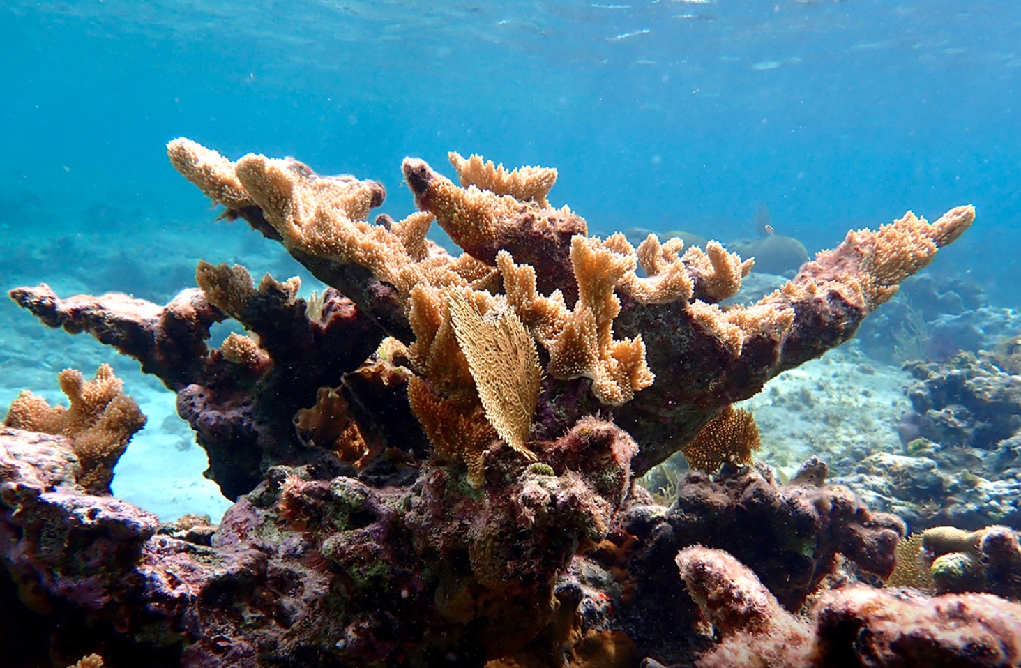 IUCN報告：サンゴ種の44％が「レッドリスト」に - オルタナ